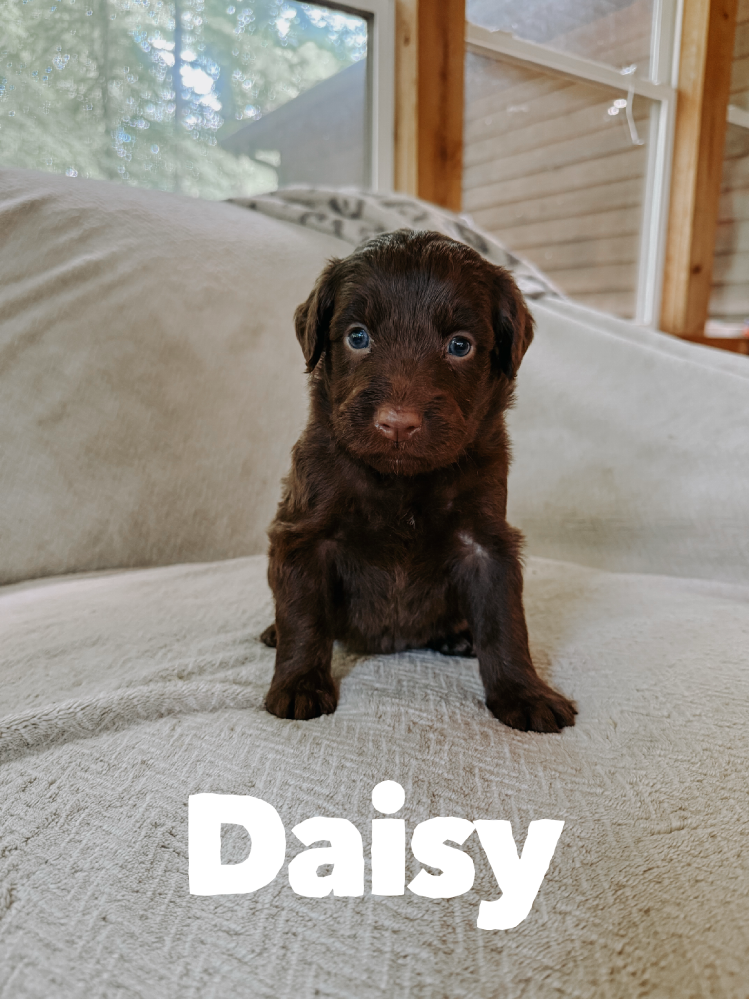 Daisy 1